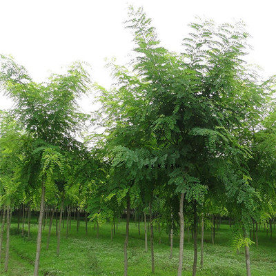 基地直銷優質國槐 綠化景觀苗木 國槐小苗批發 優質綠化苗 可實地看苗 禾禾苗木圖片_高清圖_細節圖-泰安市岱岳區禾禾苗木專業合作社