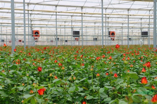 數說云花 云南省花卉產業發展報告出爐