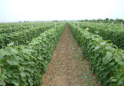 苗木信息|2010年綠化苗木價(jià)格(圖)