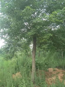 恭喜九洲園林入駐苗木通平臺(tái) 營銷要找準(zhǔn)適合自己的方法