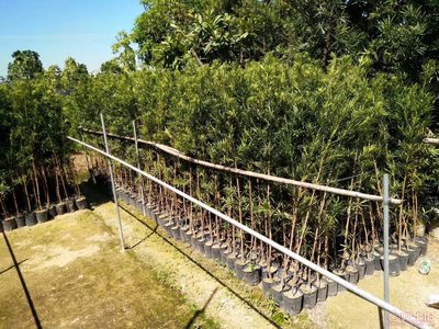 【羅漢松培養(yǎng)基地、羅漢松小苗直銷、質(zhì)優(yōu)價(jià)廉】綠化苗木,價(jià)格,廠家,供應(yīng)商,花木,龍海市東泗興輝園藝場 - 產(chǎn)品庫