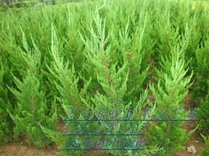 直升龍柏 沭陽縣志遠(yuǎn)綠化苗木園藝場