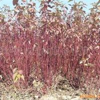 供應紅瑞木 綠化苗木紅瑞木 灌木 彩葉灌木 樹苗 紅瑞木小苗