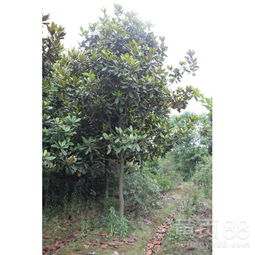 【廣玉蘭苗木價(jià)格廣玉蘭苗木18公分】- 