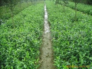 供應(yīng)精品綠化苗木,綠籬指導(dǎo)價(jià) 供應(yīng)精品綠化苗木,綠籬廠商 供應(yīng)精品綠化苗木,綠籬廠商 圖 盡在農(nóng)苗網(wǎng) 長(zhǎng)沙縣跳馬鎮(zhèn)譚氏苗圃