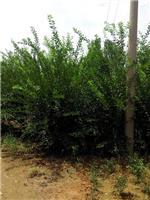 泰安劃算的榆葉梅供應(yīng):臨沂榆葉梅-山東科大苗木基地提供泰安劃算的榆葉梅供應(yīng):臨沂榆葉梅的相關(guān)介紹、產(chǎn)品、服務(wù)、圖片、價(jià)格山東3公分銀杏苗基地促銷裝歡迎咨詢136【4538】6501、百日紅、櫻花、白皮松、紅楓、法桐、