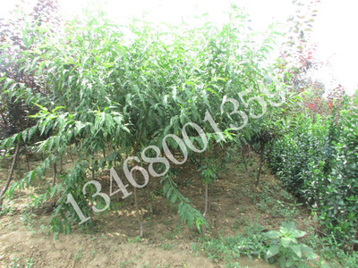 廠家直銷菊花碧桃圖片|廠家直銷菊花碧桃產(chǎn)品圖片由泰安市新葉苗木供銷合作社公司生產(chǎn)提供-