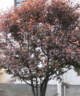 大量低價(jià)紅葉李,丁香,紅葉碧桃,合歡,國(guó)槐等綠化苗木(圖)