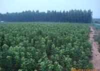 櫻桃樹苗紅燈、美早、早黃金[供應]_綠化苗木_世界工廠網(wǎng)中國產(chǎn)品信息庫