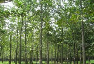 供應銀杏 銀杏樹 銀杏苗木 銀杏實生樹 銀杏嫁接樹_農(nóng)副產(chǎn)品_世界工廠網(wǎng)中國產(chǎn)品信息庫