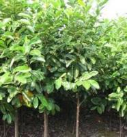 苗木基地價格_苗木基地廠家_世界工廠網(wǎng)產(chǎn)品信息庫