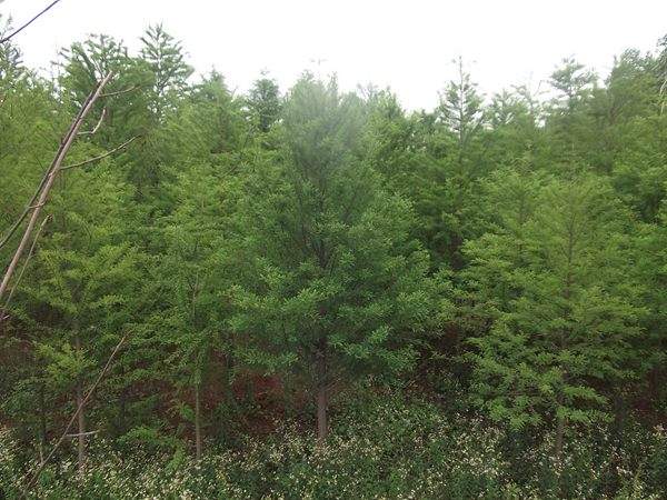 「落羽杉」最新落羽杉_價格_圖片_產地報價表-江蘇沭陽長景園林苗木場