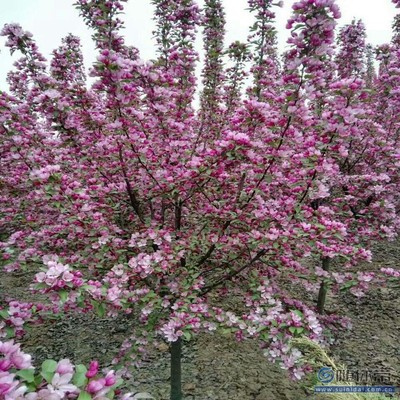 【促銷 海棠苗一律保質(zhì)量西府海棠廠家價(jià)格】泰安高新區(qū)旺運(yùn)苗木中心 - 產(chǎn)品庫