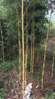 恭喜安吉其龍苗木種植場入駐苗木通平臺(tái) 專注精品綠化苗木