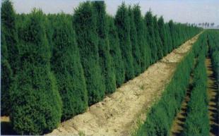 喬木|河南檜|添寶苗木|河南檜價(jià)格_農(nóng)副產(chǎn)品_世界工廠網(wǎng)