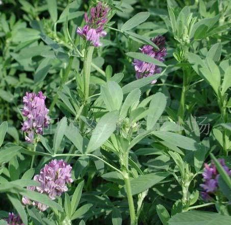 牧草種子普那菊苣、蘇丹草、苦買菜、毛苕子、(圖)