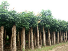 浙江金華苗木直銷處