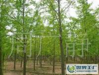 最低價銷售銀杏樹、嫁接銀杏樹、實生銀杏樹[供應]_綠化苗木_世界工廠網中國產品信息庫