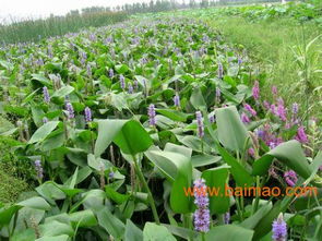 綠化苗木 山東綠化苗木 綠化苗木基地 雨軒, 綠化苗木 山東綠化苗木 綠化苗木基地 雨軒生產(chǎn)廠家, 綠化苗木 山東綠化苗木 綠化苗木基地 雨軒價(jià)格