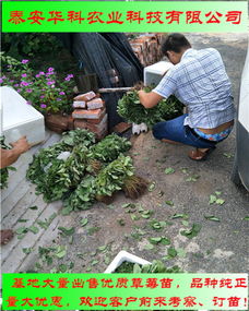 新安紅頰草莓苗基地華科公司