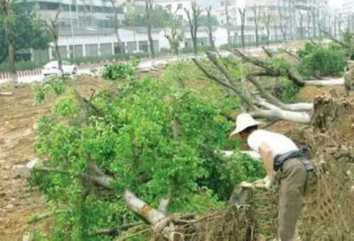 苗木移栽成活,經(jīng)驗(yàn)買不到的技能