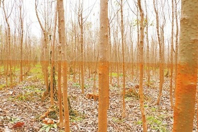 地方政府扶持行洪區(qū)種樹 泄洪后導(dǎo)致萬(wàn)畝苗木枯死