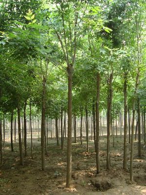 國(guó)槐小苗,1-3公分國(guó)槐小苗數(shù)十萬(wàn)株直銷中_山東祥宸苗木種植基地_95供求網(wǎng)