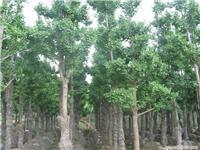 綠化苗木價格_綠化苗木價格相關信息_綠化苗木價格_一比多產(chǎn)品庫