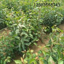 絳縣古絳鎮(zhèn)棟科苗木經(jīng)銷部 供應產(chǎn)品