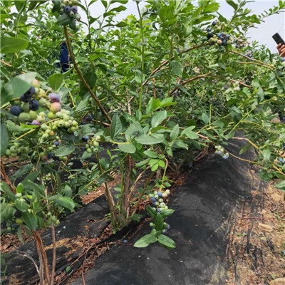 公爵藍莓苗產(chǎn)品批發(fā) 山東