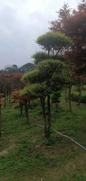 苗木通新晉會員 桂林莫建忠 誠信第一,精品苗木