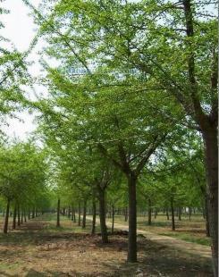 供應銀杏樹,山東銀杏樹,海峰銀杏苗木基地_紡織、皮革_世界工廠網(wǎng)中國產品信息庫