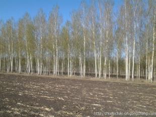 哈爾濱草坪苗木大慶草坪苗木長春草坪苗木_農副產品_世界工廠網(wǎng)