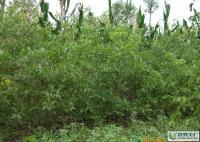 河北泊頭大量供各種棗樹. 13513036619[供應]_綠化苗木_世界工廠網(wǎng)中國產品信息庫