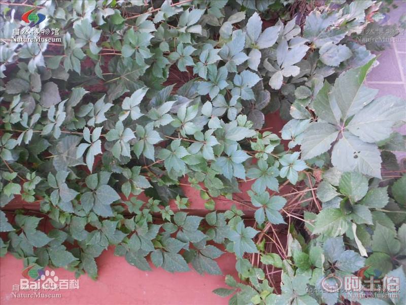 【遼寧五葉/三葉地錦 爬山虎小苗 新疆爬山虎 內(nèi)蒙三葉地錦哪里買】002,價(jià)格,廠家,供應(yīng)商,花木,開原市富春苗木經(jīng)銷處 - 產(chǎn)品庫(kù)