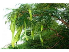 昆明市呈貢區(qū)欣榮苗圃產(chǎn)品展示