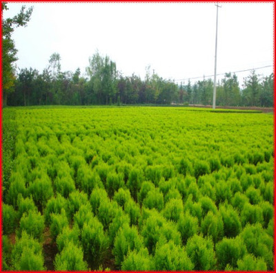 出售綠化苗木 灌木類(lèi)【灑金柏】規(guī)格齊全 量大優(yōu)惠 花絡(luò)港灣出售 圖片_高清大圖 