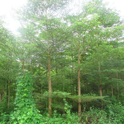 【急 急 急 8000棵步步高(發(fā)財(cái)樹(shù))風(fēng)景樹(shù)急需銷(xiāo)售】批發(fā),供應(yīng),價(jià)格,廠家,雙魚(yú)和玉-中國(guó)惠農(nóng)網(wǎng)