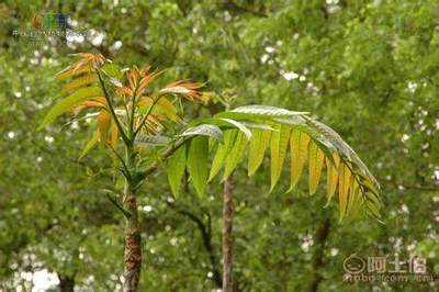 【香椿樹(shù)苗多0.7香椿苗批發(fā)廠家香椿苗有賣(mài)1公分香椿】泰安乾佑源苗木專(zhuān)業(yè)合作社 - 產(chǎn)品庫(kù)