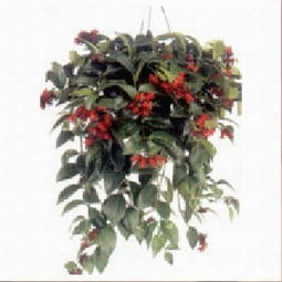 森記園花卉出入口公司提供種苗,綠化苗木,殺蟲(chóng)藥等產(chǎn)品