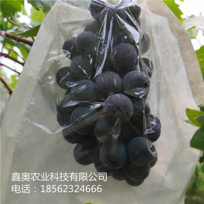 公司報(bào)價(jià) 黑芭拉蒂葡萄樹(shù)苗品種豐富 鑫奧農(nóng)業(yè) 歡迎你