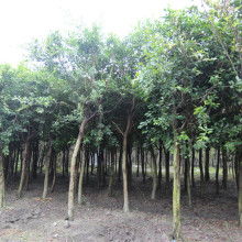  蘇北誠(chéng)信苗木場(chǎng) 主營(yíng) 綠化苗木 各類(lèi)竹子 玫