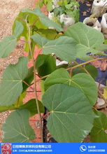 濟南歐洲椴樹苗 舜楓農(nóng)林 推薦商家 歐洲椴樹苗采購高清圖片 高清大圖