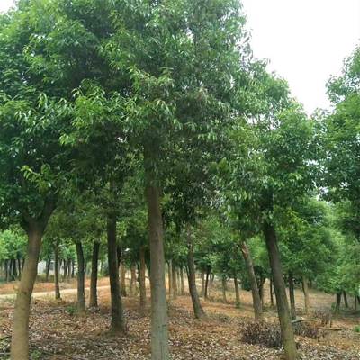 紅果冬青苗木產(chǎn)地 截桿發(fā)冒紅果冬青苗木供應