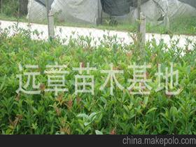 桂花樹苗供應(yīng)商,價格,桂花樹苗批發(fā)市場 