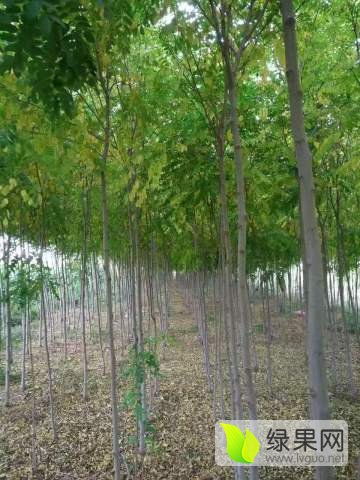 2020綠化苗木價格行情走勢