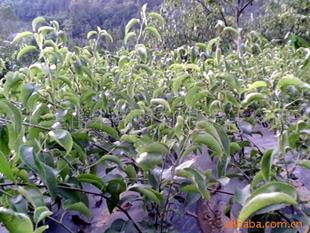 供應(yīng)果樹苗黃金梨苗 其它圖片及價格 蒼溪縣常生苗木藥材開發(fā)有限責任公司