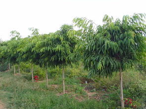 云南 加強領(lǐng)導(dǎo) 強化服務(wù) 紅河州觀賞苗木產(chǎn)業(yè)異軍突起