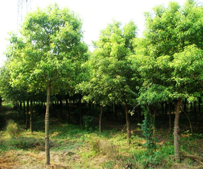 欒樹苗木市場價格解析與永誠園林上海欒樹種植優(yōu)勢