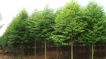 奉新綠霖苗木專業(yè)合作社 專業(yè)花卉種植，綻放鄉(xiāng)村經(jīng)濟(jì)新活力